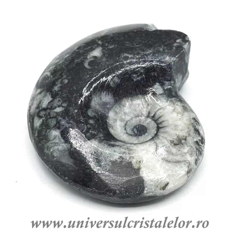 Amonit orthoceras Amonit orthoceras