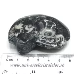 Amonit orthoceras Amonit orthoceras