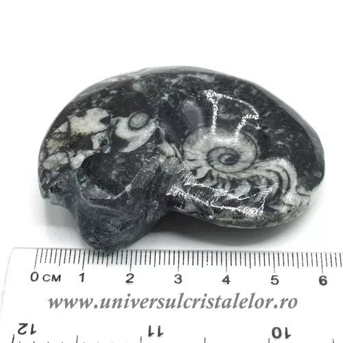 Amonit orthoceras Amonit orthoceras