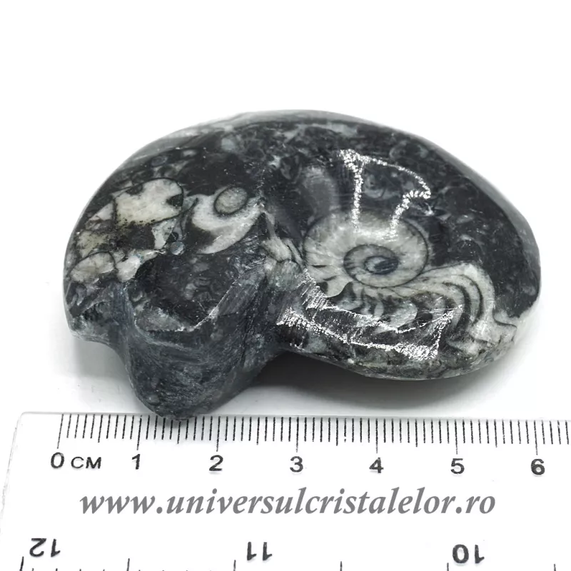 Amonit orthoceras Amonit orthoceras
