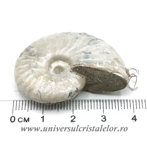 Pandantiv amonit cleoniceras Pandantiv amonit cleoniceras
