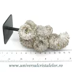 Amonit douvilleiceras pe suport de metal Amonit douvilleiceras pe suport de metal