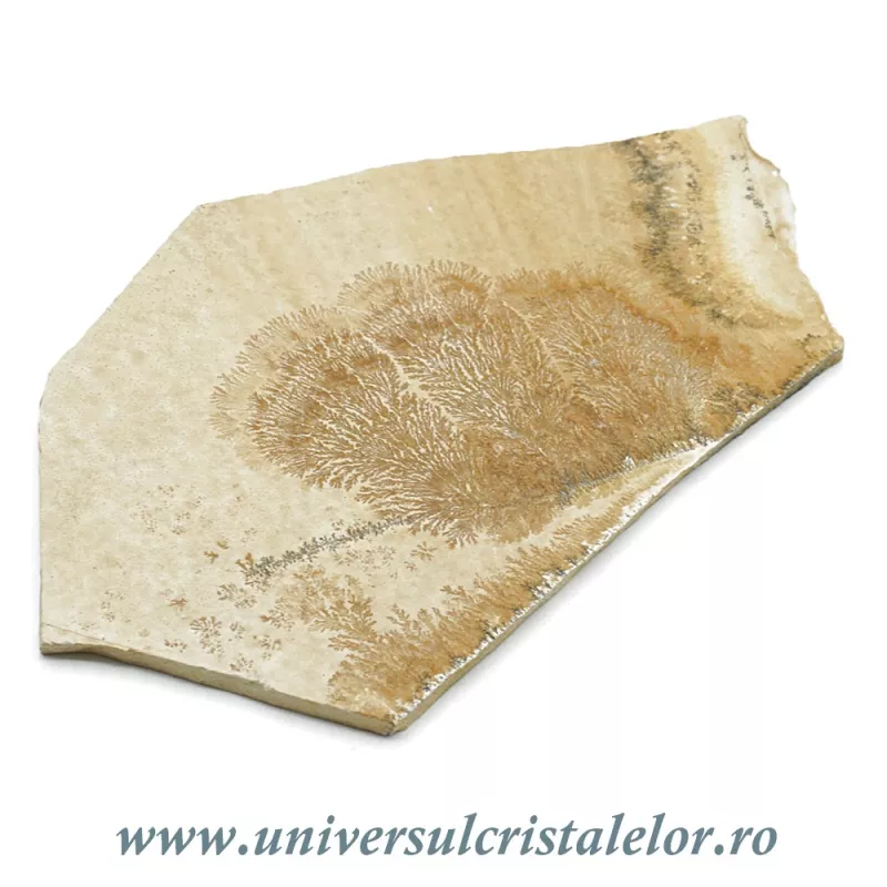 Ardezie jurasica Ardezie jurasica