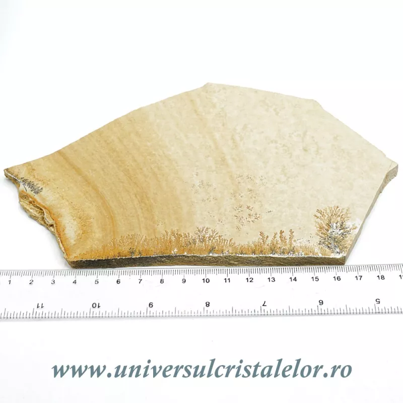 Ardezie jurasica Ardezie jurasica