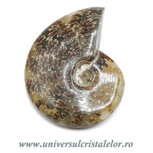 Amonit cleoniceras Amonit cleoniceras