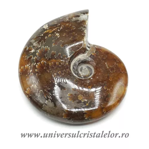 Amonit cleoniceras Amonit cleoniceras