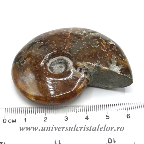 Amonit cleoniceras Amonit cleoniceras