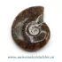 Amonit cleoniceras
