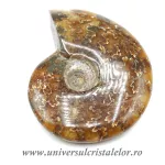 Amonit cleoniceras Amonit cleoniceras