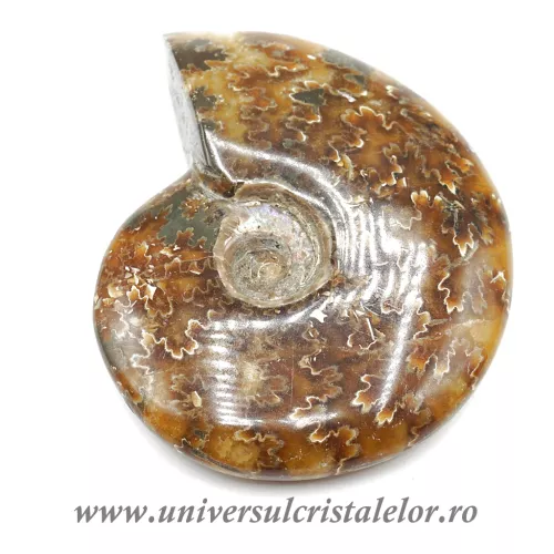 Amonit cleoniceras Amonit cleoniceras