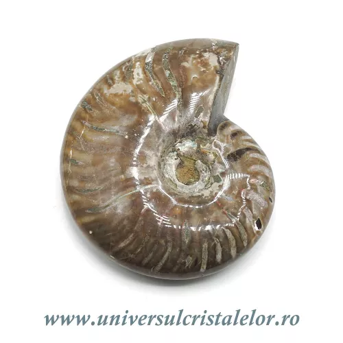 Amonit cleoniceras Amonit cleoniceras