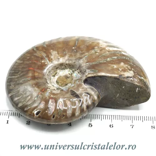 Amonit cleoniceras Amonit cleoniceras