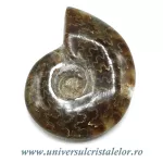 Amonit cleoniceras Amonit cleoniceras