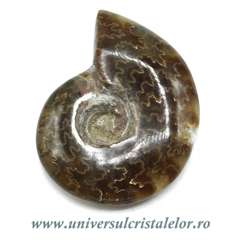 Amonit cleoniceras Amonit cleoniceras