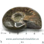 Amonit cleoniceras Amonit cleoniceras