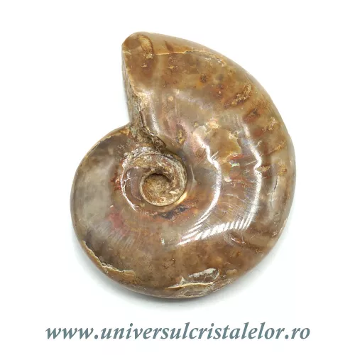 Amonit cleoniceras Amonit cleoniceras