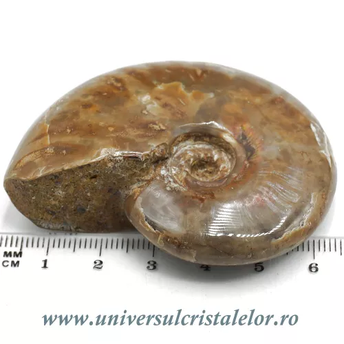 Amonit cleoniceras Amonit cleoniceras