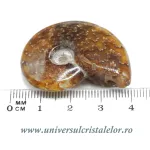 Amonit cleoniceras Amonit cleoniceras