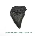 Dinte Megalodon Dinte Megalodon