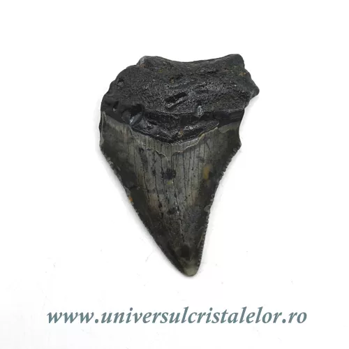 Dinte Megalodon Dinte Megalodon
