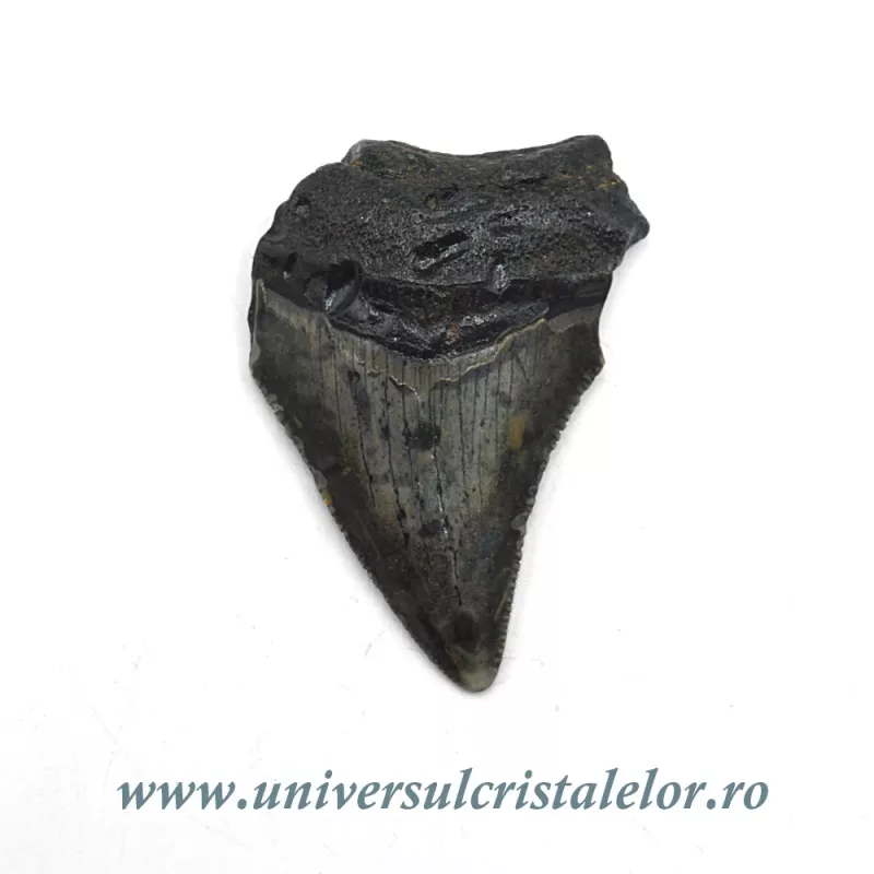 Dinte Megalodon Dinte Megalodon