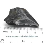 Dinte Megalodon Dinte Megalodon