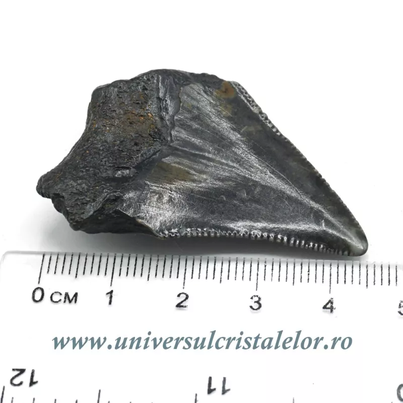 Dinte Megalodon Dinte Megalodon