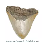 Dinte Megalodon Dinte Megalodon
