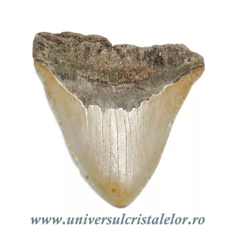 Dinte Megalodon Dinte Megalodon