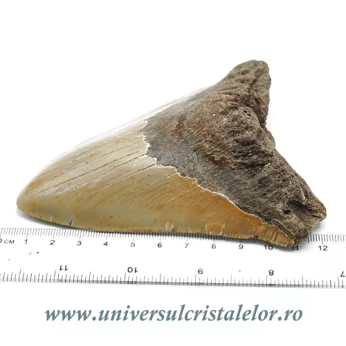 Dinte Megalodon Dinte Megalodon