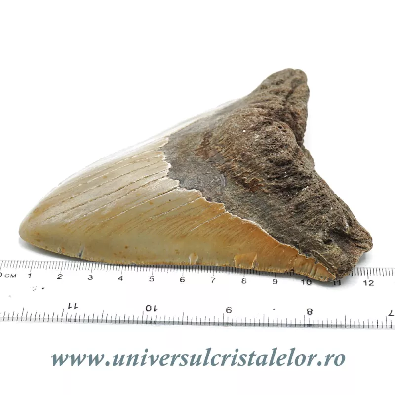 Dinte Megalodon Dinte Megalodon