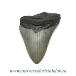 Dinte Megalodon Dinte Megalodon