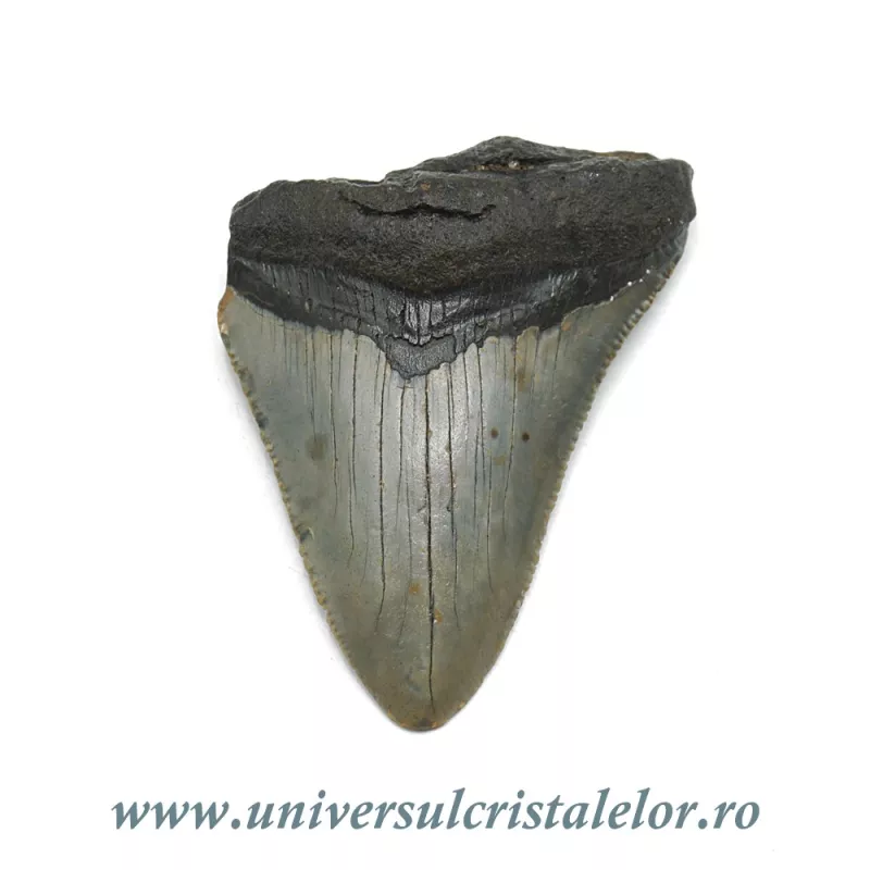 Dinte Megalodon Dinte Megalodon