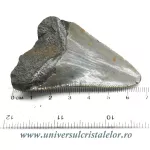 Dinte Megalodon Dinte Megalodon