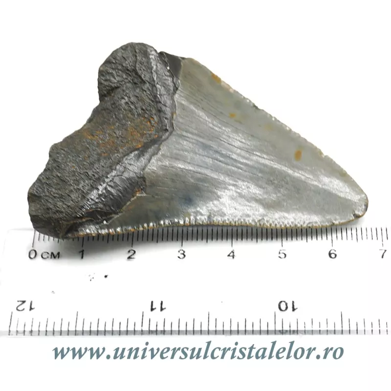 Dinte Megalodon Dinte Megalodon