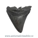 Dinte Megalodon Dinte Megalodon