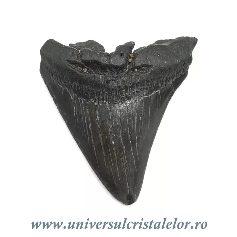 Dinte Megalodon Dinte Megalodon