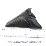 Dinte Megalodon Dinte Megalodon