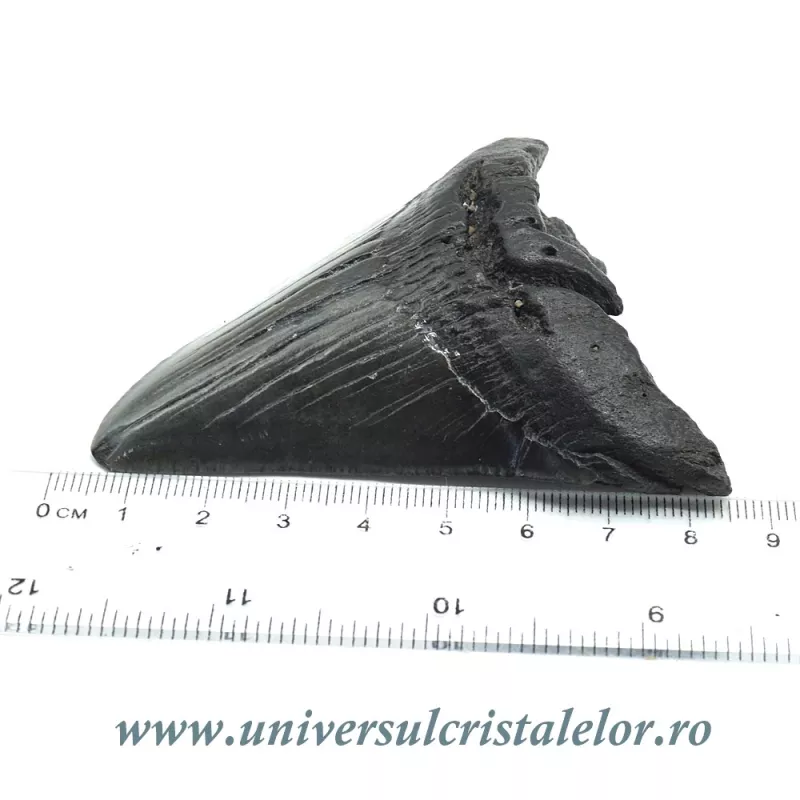 Dinte Megalodon Dinte Megalodon