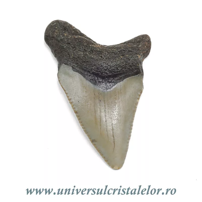 Dinte Megalodon Dinte Megalodon