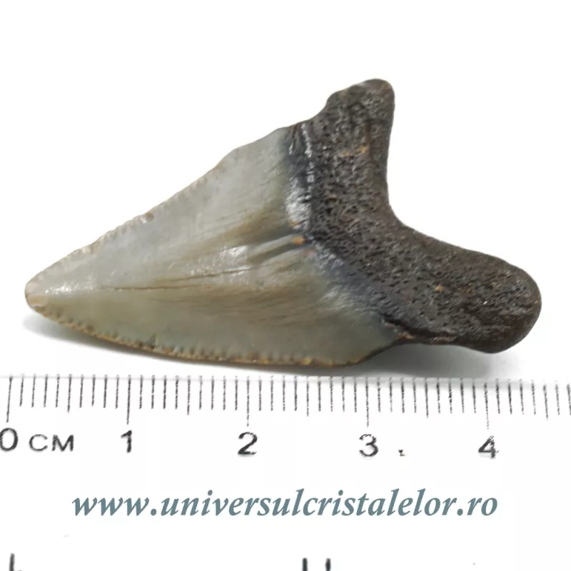 Dinte Megalodon Dinte Megalodon