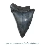 Dinte Megalodon Dinte Megalodon