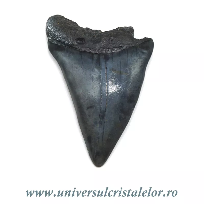 Dinte Megalodon Dinte Megalodon