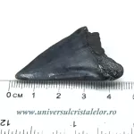Dinte Megalodon Dinte Megalodon