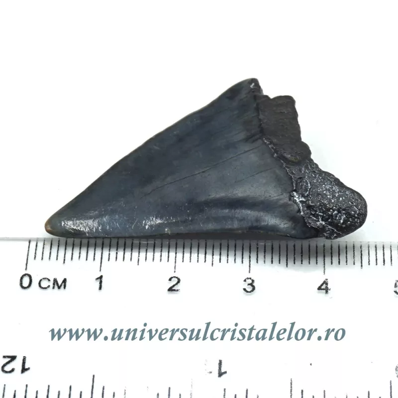 Dinte Megalodon Dinte Megalodon