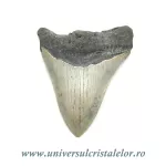 Dinte Megalodon Dinte Megalodon
