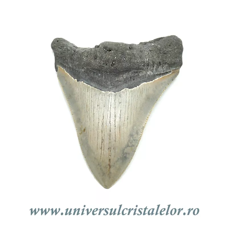Dinte Megalodon Dinte Megalodon