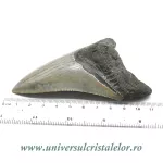 Dinte Megalodon Dinte Megalodon