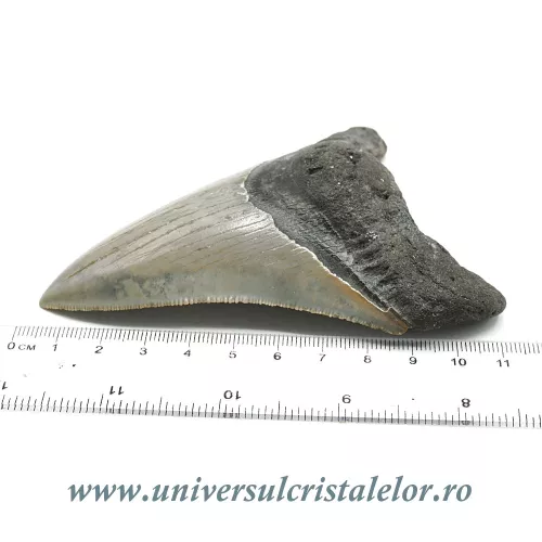 Dinte Megalodon Dinte Megalodon