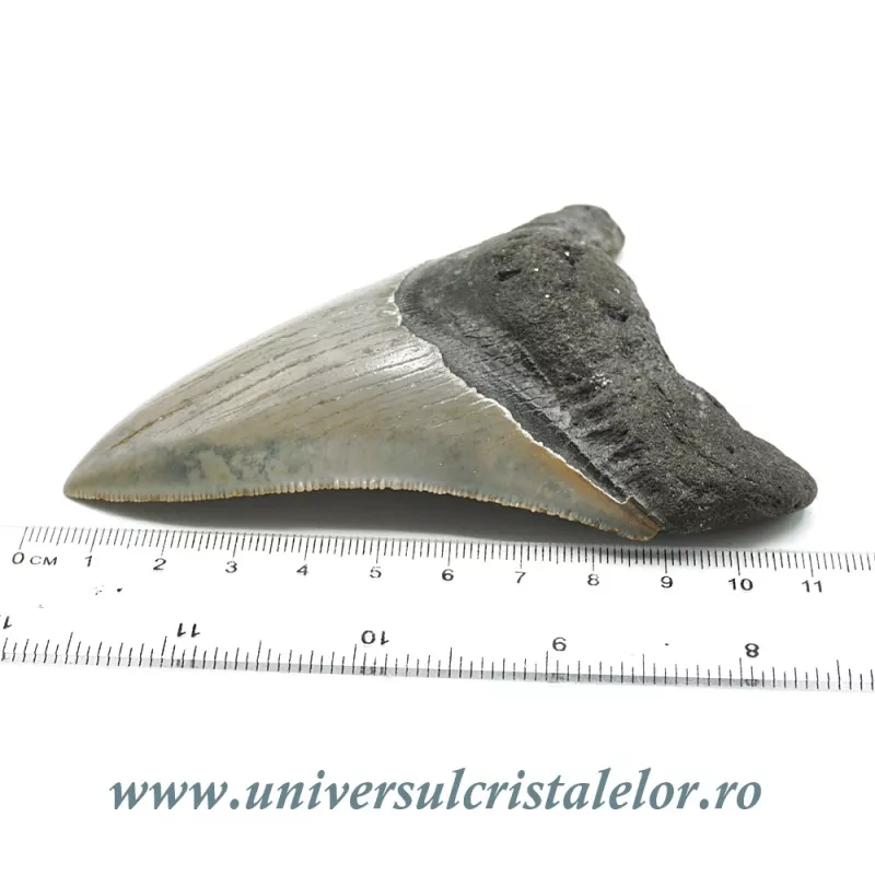 Dinte Megalodon Dinte Megalodon